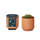 Modern Sprout(R) Tiny Terracotta Grow Kit Thank You Daisies
